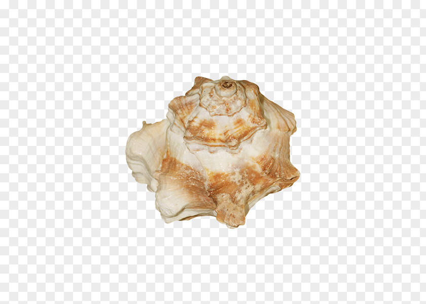 Shellfish Seashell Conchology PNG
