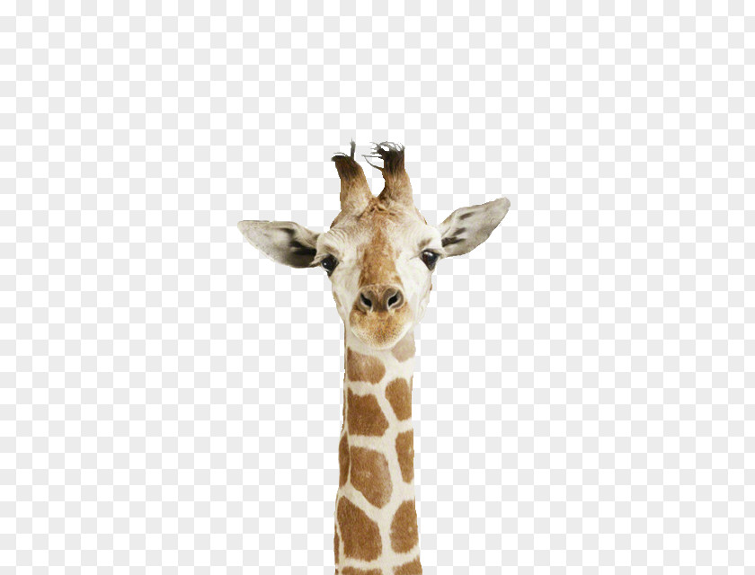 The White Giraffe Reticulated Northern Animal Cuteness PNG