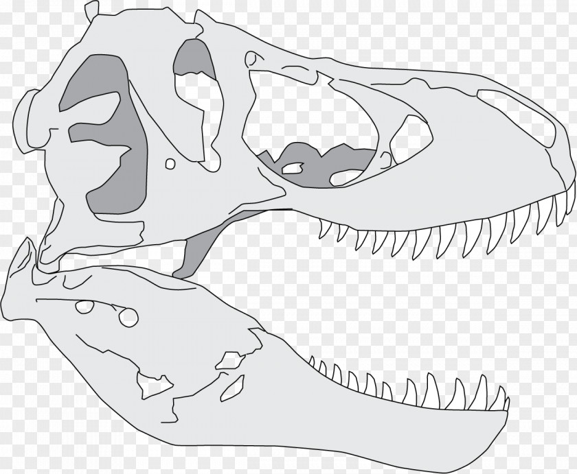 Tyrannosaurus Giganotosaurus Dinosaur Reptile Drawing PNG