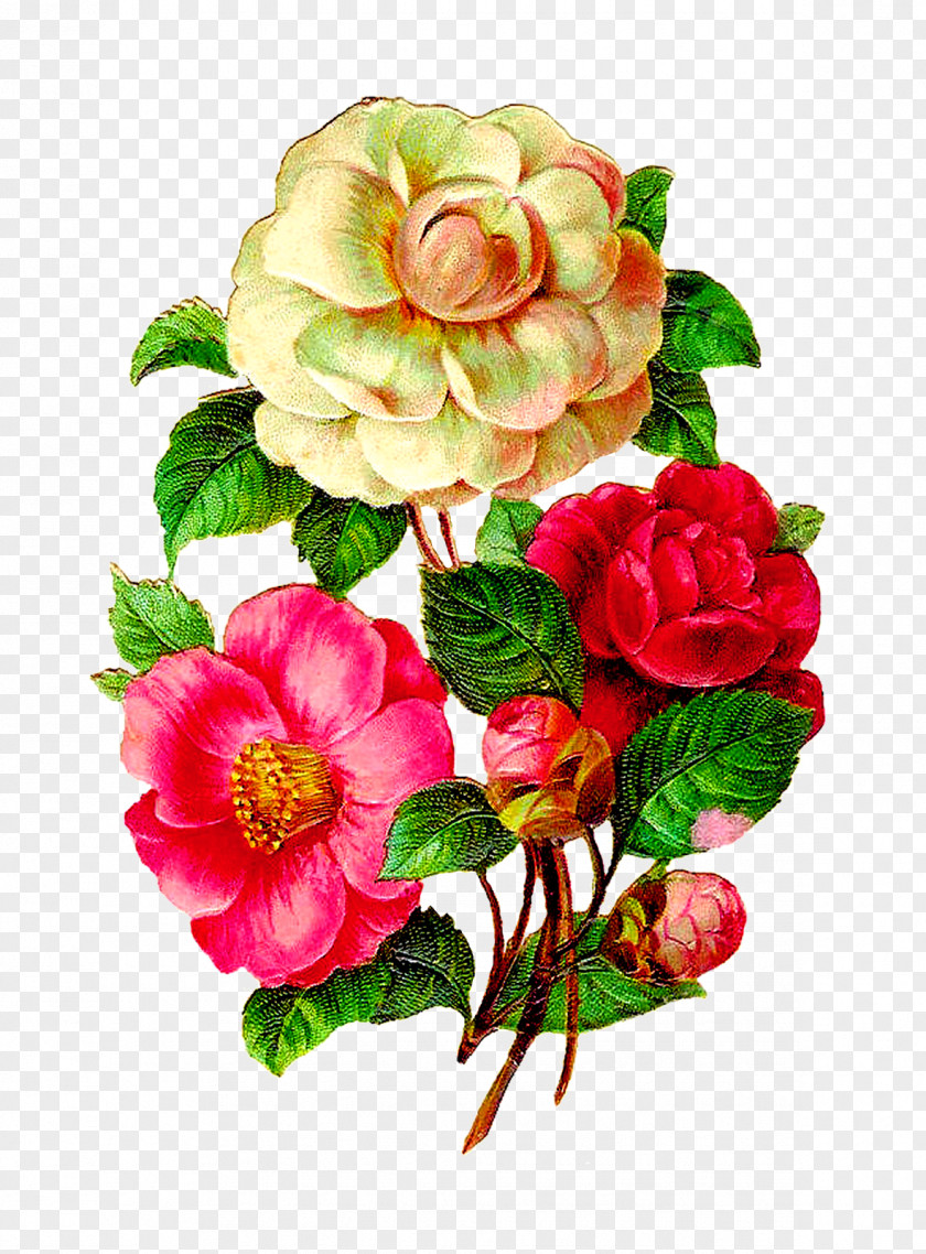 Flower Vintage Floral Design Clip Art PNG