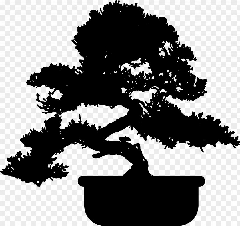 Tree Popular Bonsai Juniperus Chinensis Garden PNG