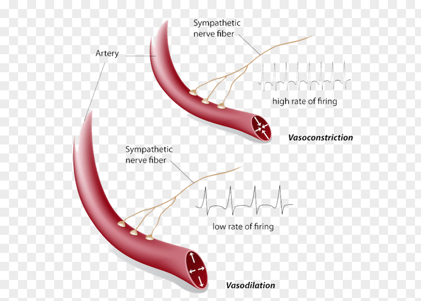 Blood Vasoconstriction Vasodilation Hot Flash Vessel Symptom PNG