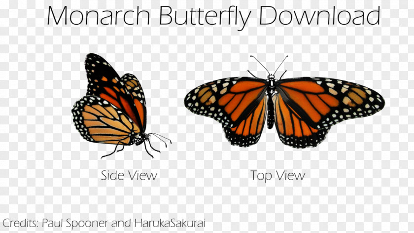 Butterfly Monarch Pieridae Brush-footed Butterflies DeviantArt PNG