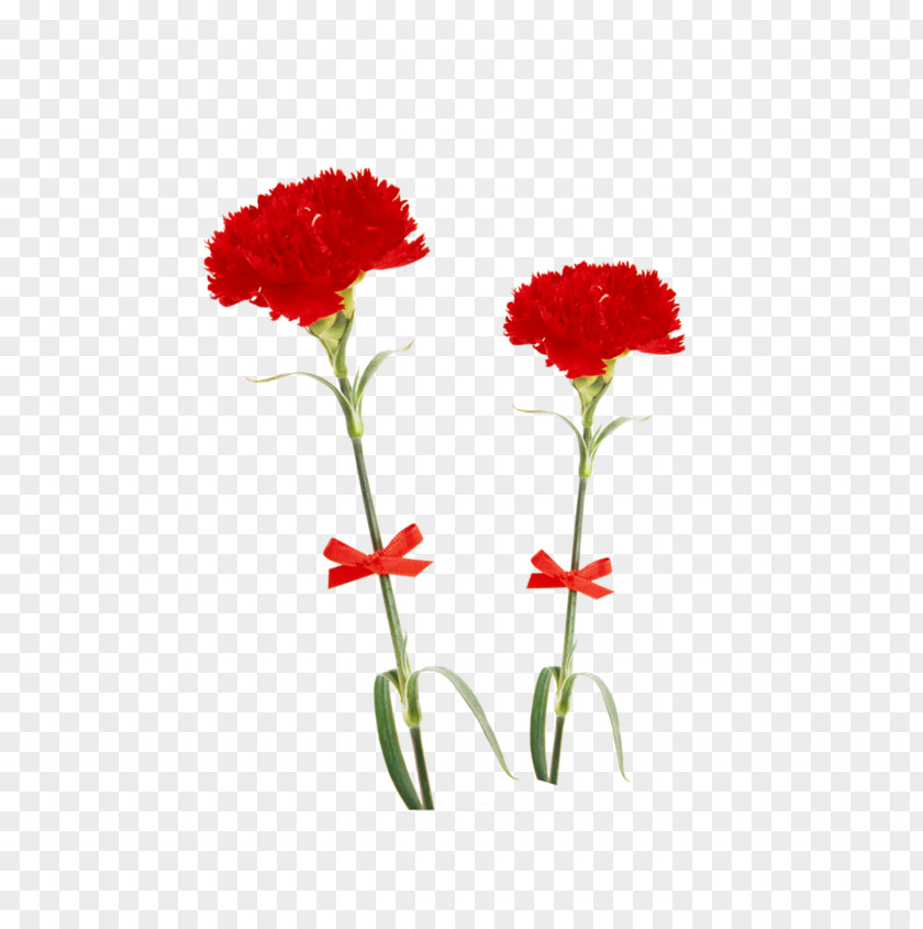 Flower Design Carnation Floral Psd PNG