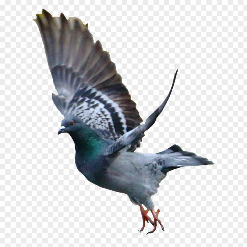 Pigeon Rock Dove Bird Columbidae PNG