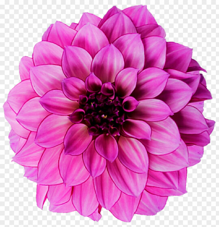 Pink Light Dahlia Flower Royalty-free Photography PNG