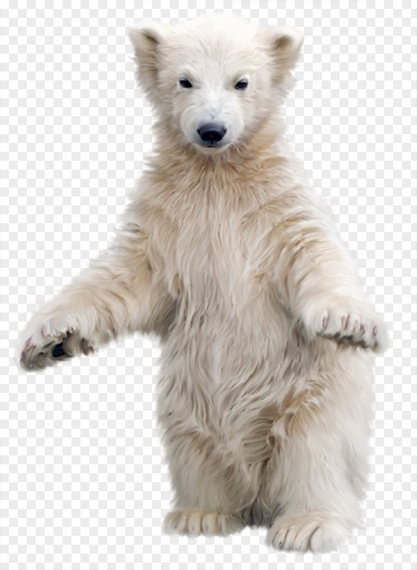 Polar Bear Kodiak Arctic Gray Wolf PNG