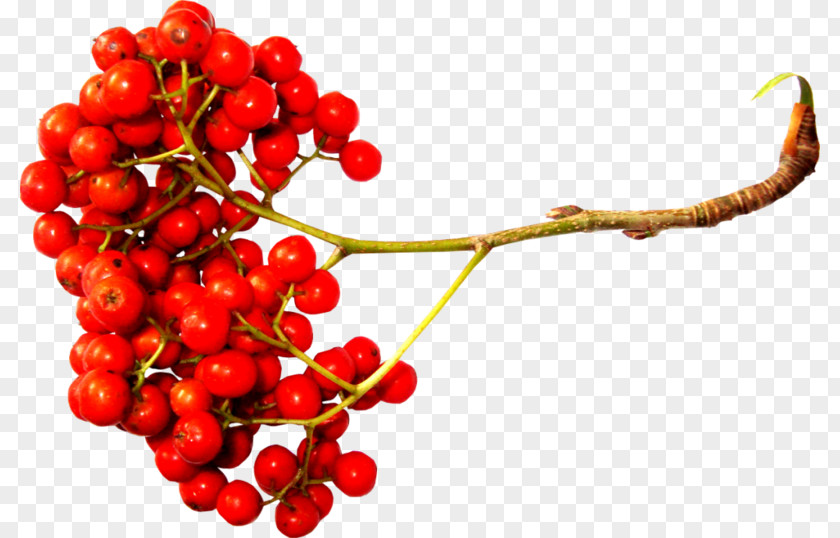Cherry Fruit Sorbus Aucuparia Berry Clip Art PNG