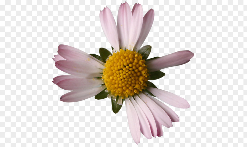 Chrysanthemum Oxeye Daisy Common Clip Art PNG