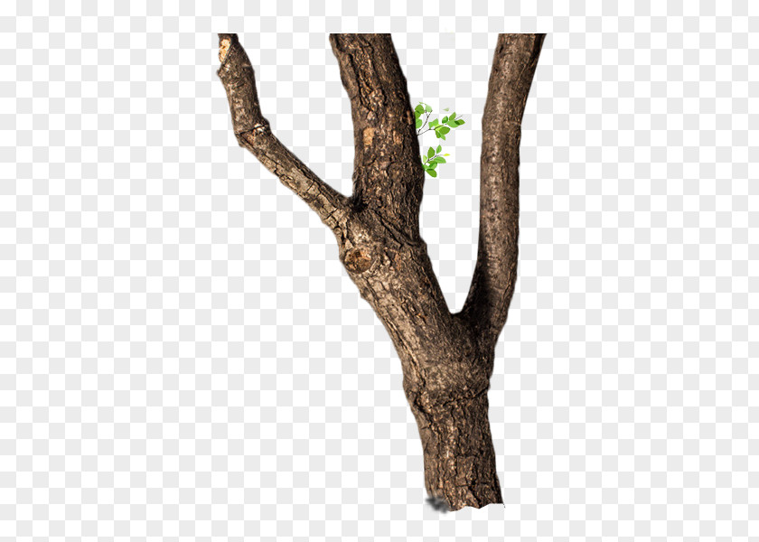 Dry Trees PNG trees clipart PNG