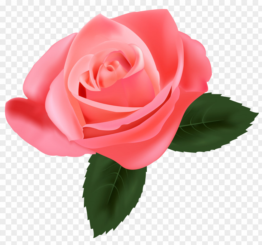 Pink Rose Pic Flower Clip Art PNG