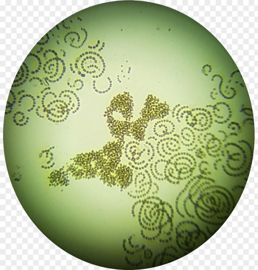 Semen Analysis Results Pollinator Christmas Ornament Day Pattern PNG