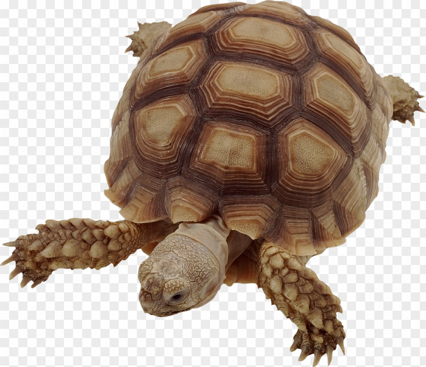 Turtle Vertebrate Insect African Spurred Tortoise Animal PNG