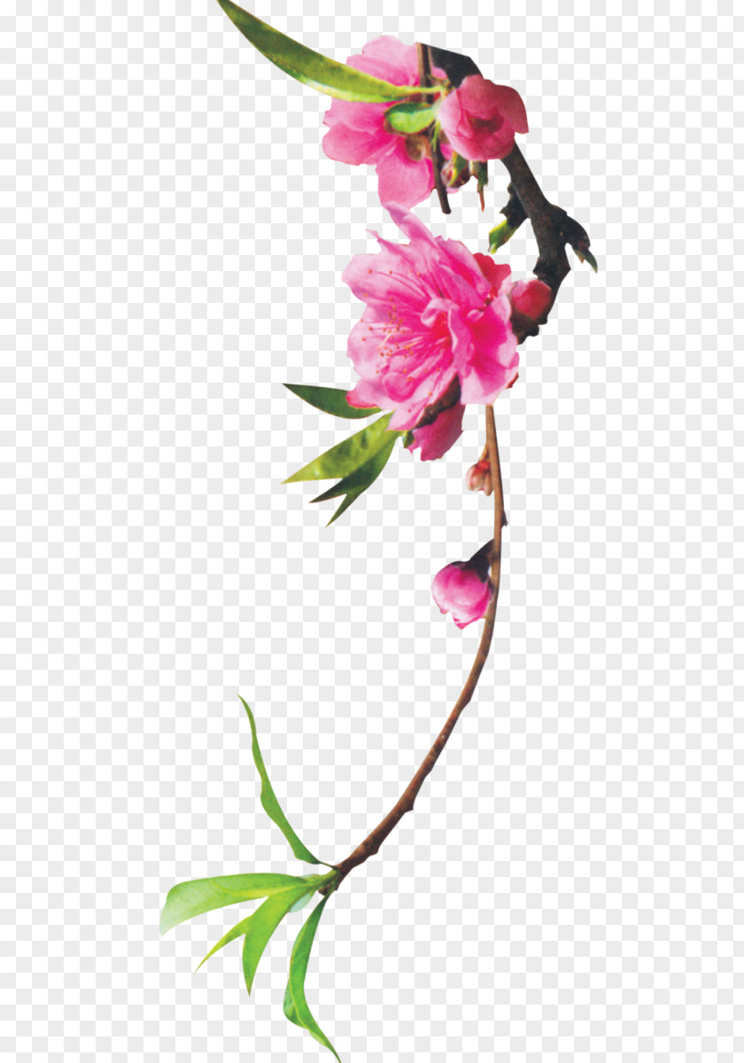 Floral Design Cut Flowers Plant Stem Bud PNG