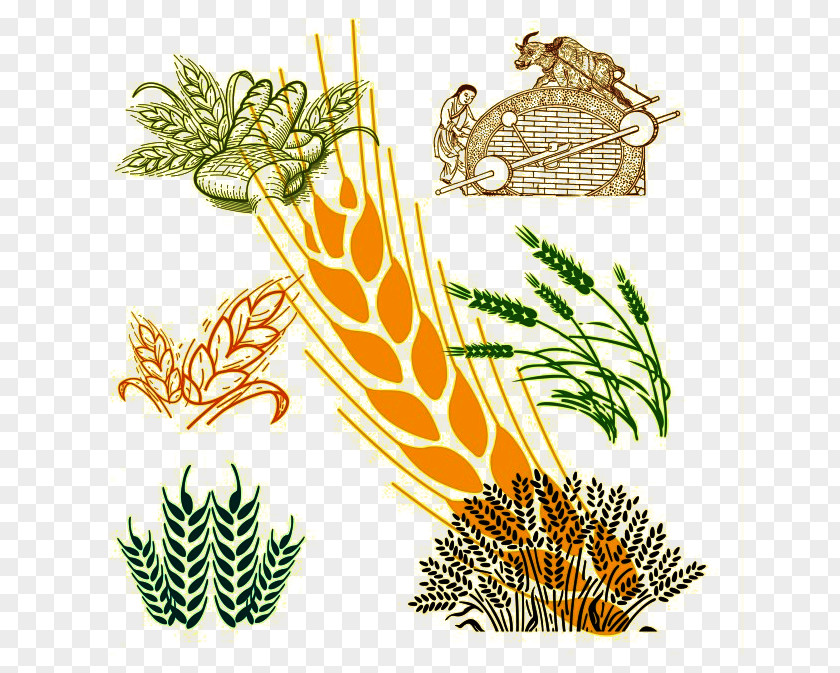Golden Barley Wheat Pattern PNG