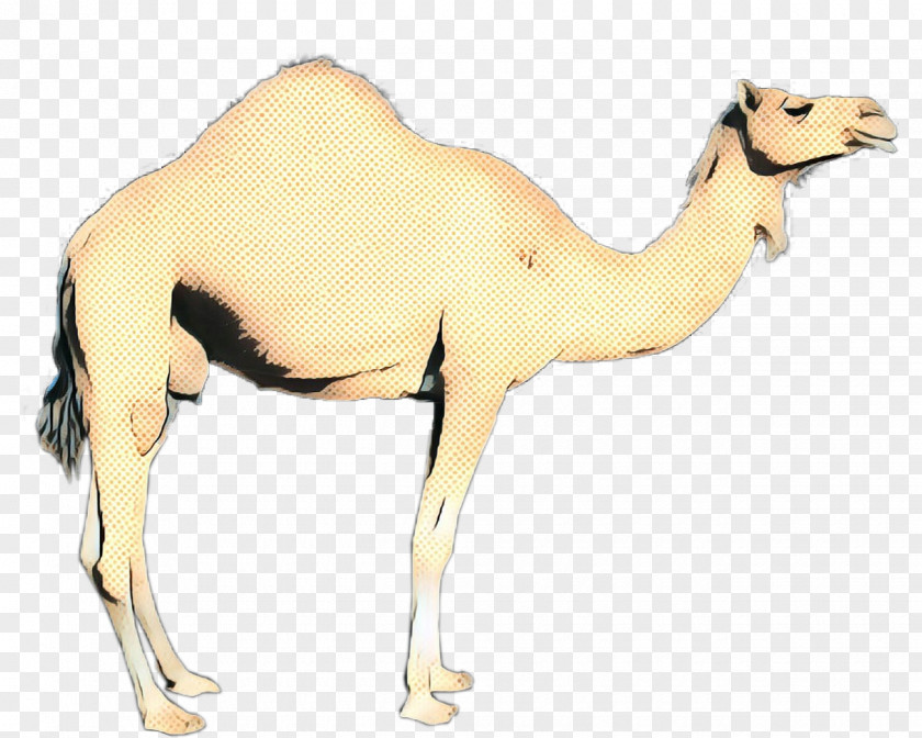 Dromedary Bactrian Camel Terrestrial Animal Fauna Neck PNG