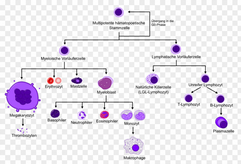 Hematopoietic Stem Cells Haematopoiesis Cell Blood Bone Marrow PNG