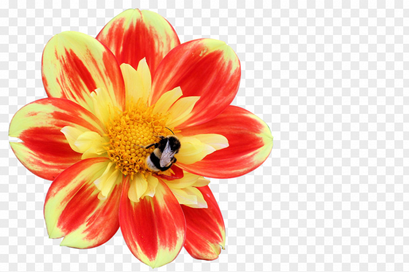 Insect Dahlia Bee Flower Blossom PNG