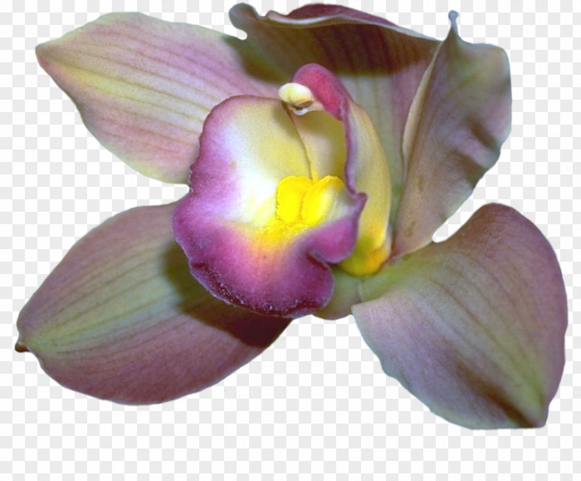 Moth Orchids Cattleya PNG