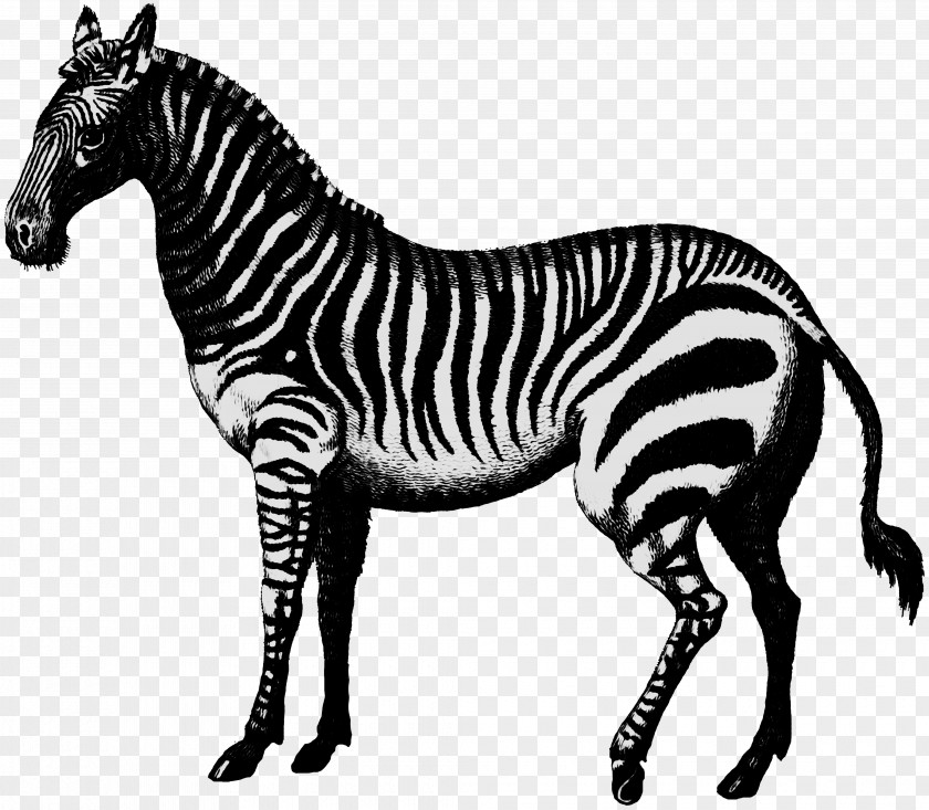 Mustang Quagga Pack Animal Fauna Pattern PNG