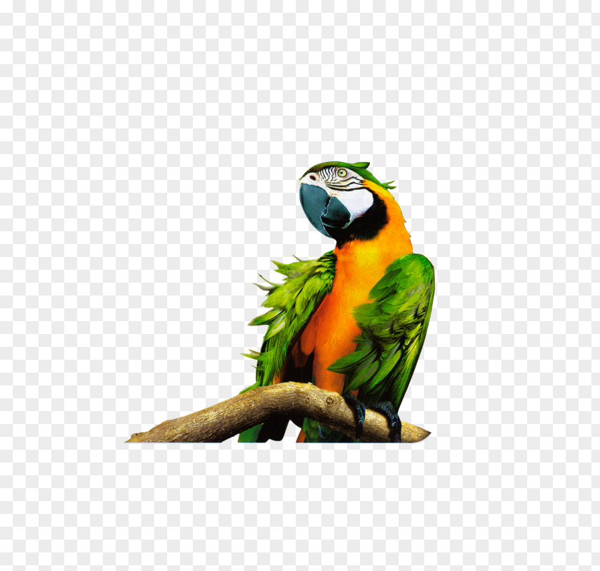 Parrot On Tree Branch Bird Macaw 1080p High-definition Television PNG