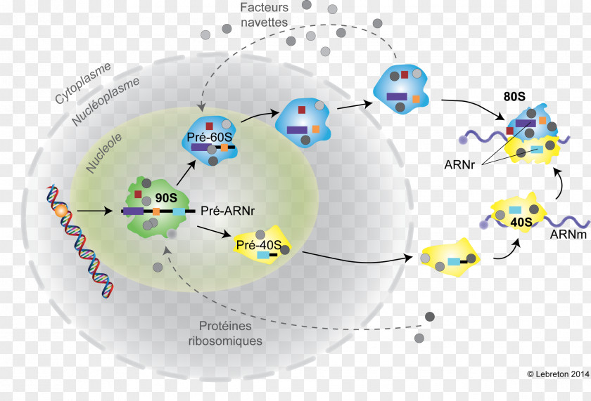 Ribosome Eukaryote 5S Ribosomal RNA Biogenesis PNG