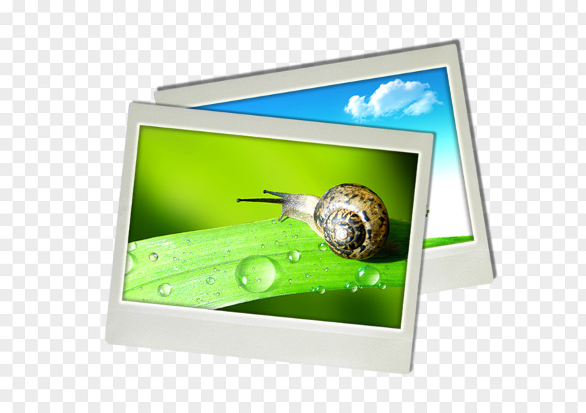 Snail Photo Paper Orthogastropoda PNG