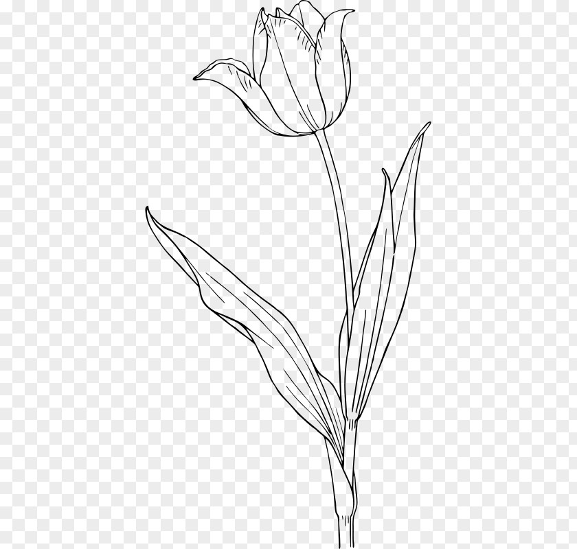 Tulip Drawing Clip Art PNG