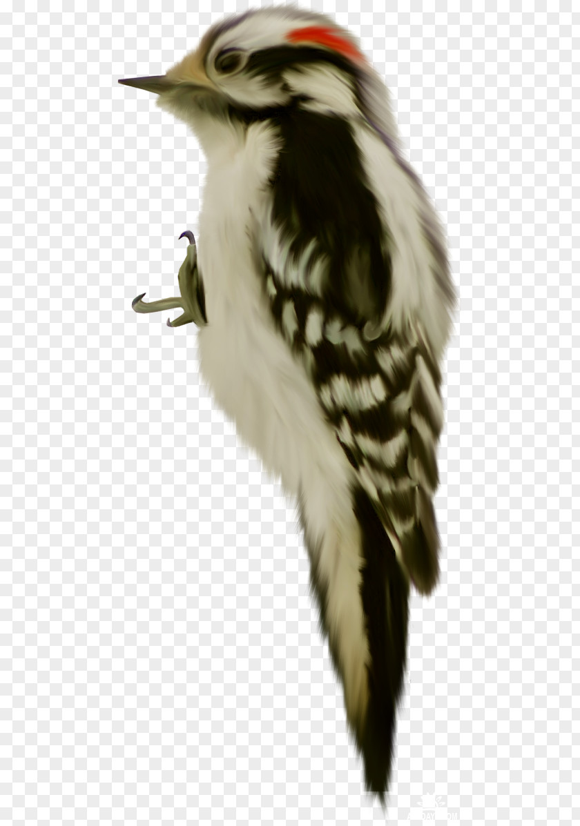 Bird Beak Animal Piciformes PNG
