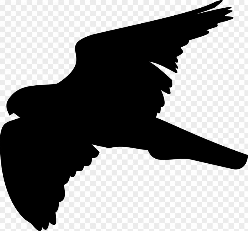 Clip Art Bird Of Prey Red-tailed Hawk PNG