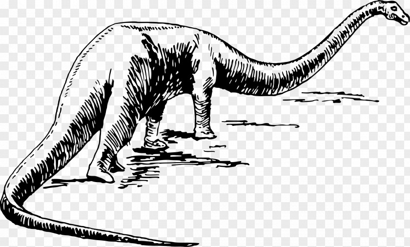 Dinosaur Vector Drawing Sauropoda Brontomerus PNG