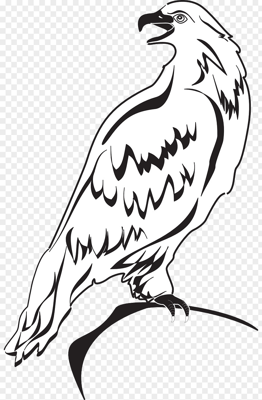 Eagle Bald Clip Art Image PNG