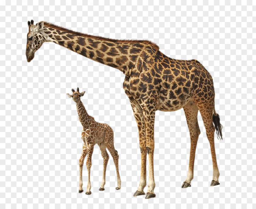 Giraffe PNG Rothschild's Felidae Clip Art PNG