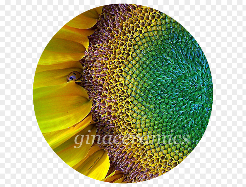 Insect Sunflower Seed Common Pollen PNG