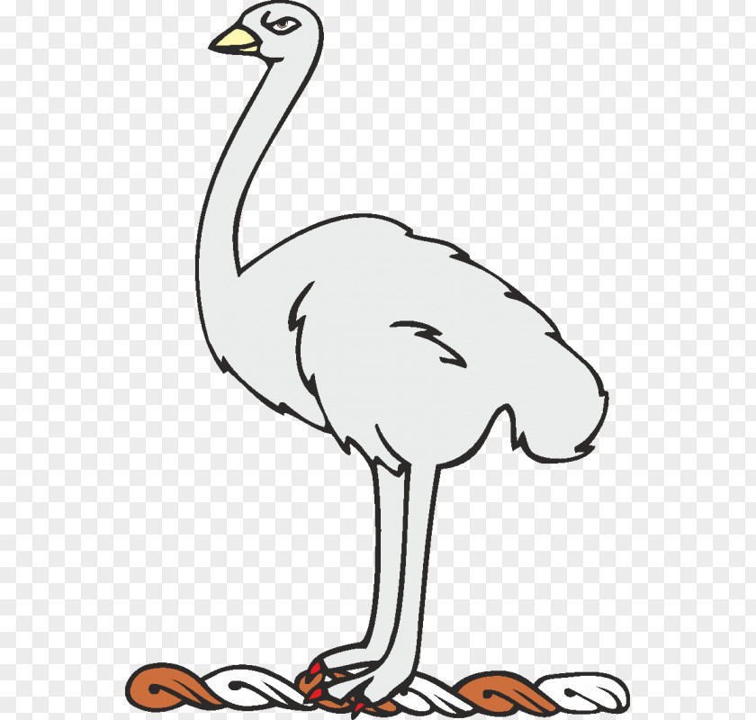 Bird Common Ostrich Beak Line Art Clip PNG