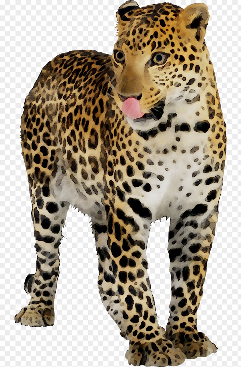 Leopard Jaguar Cheetah Clip Art PNG