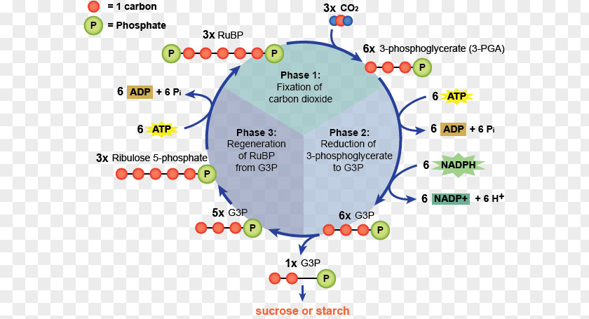 Not Simple Flow Process Light-independent Reactions Light-dependent Photosynthesis Calvin Cycle PNG