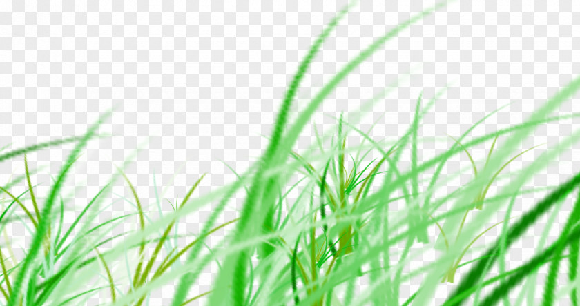 Grass Download Google Images PNG