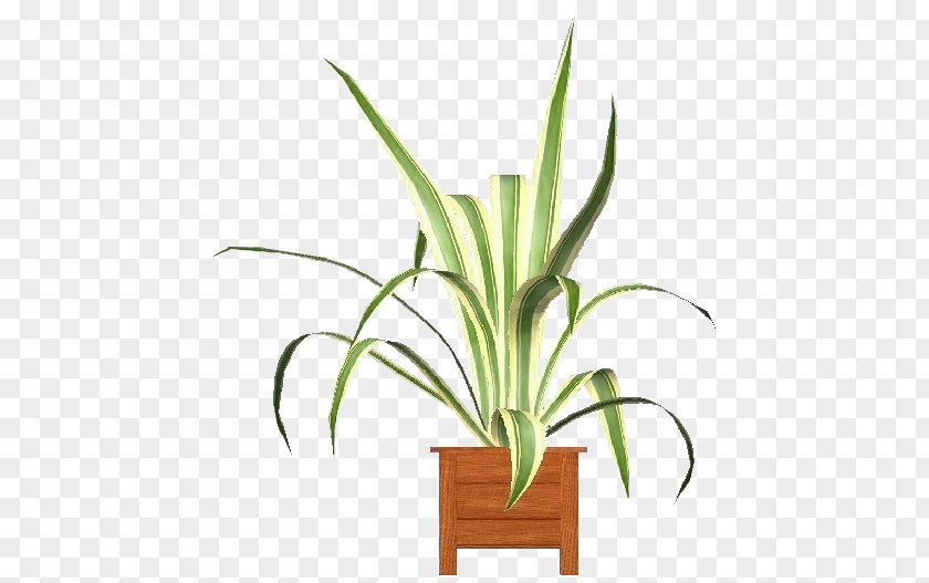 Terrestrial Plant Yucca Flowerpot Houseplant Flower Grass PNG
