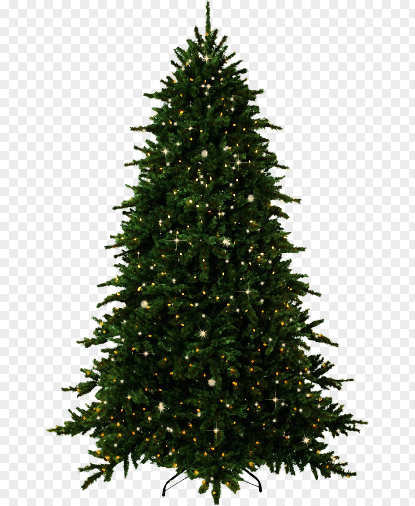 Tree Fir Pine Christmas PNG