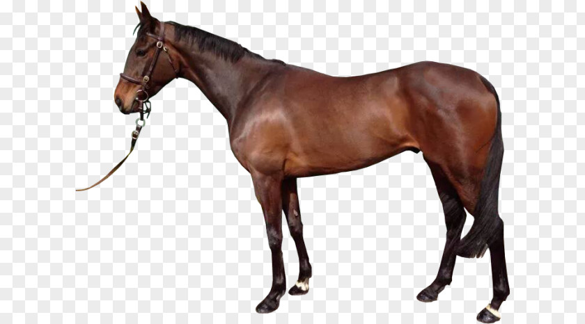 White Horse Spanish Mustang Stallion Thoroughbred Arabian PNG