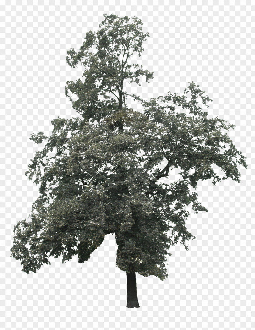 A Big Tree Branch Lindens Oak PNG