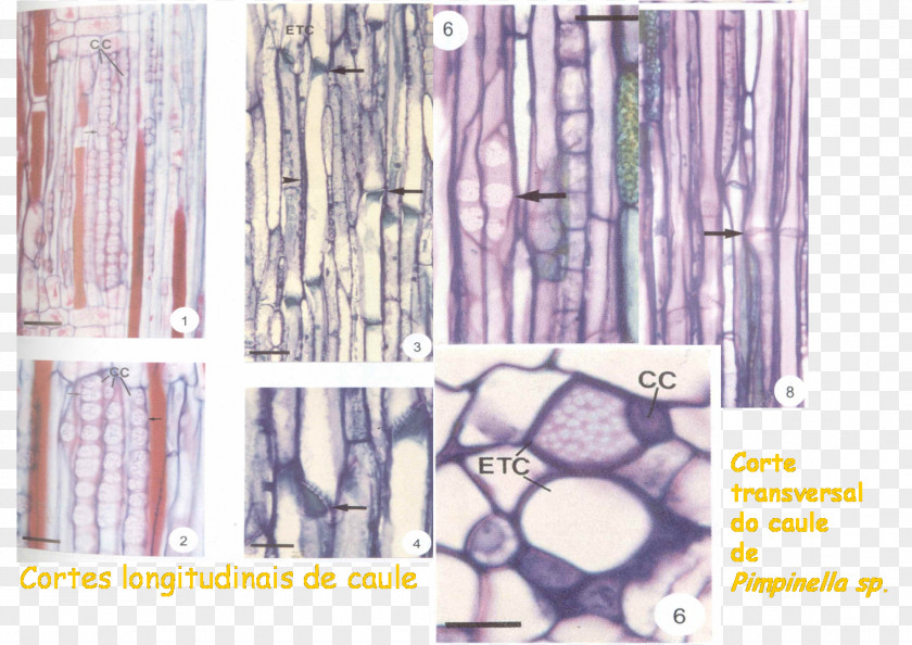 Asteraceae Cell Phloem Sieve Tube Element Xylem Tissue PNG
