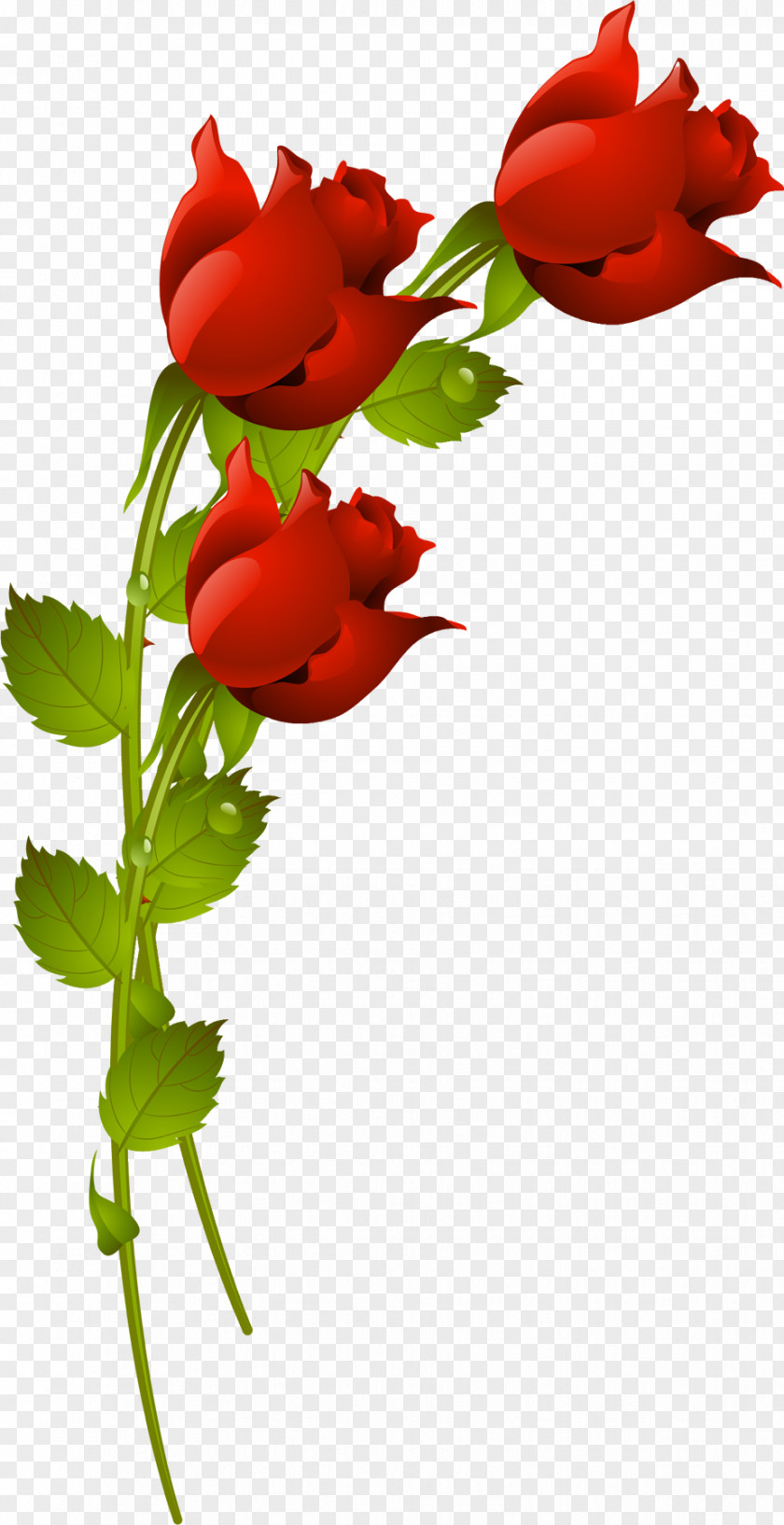 Three Flowers Roses Valentines Day PNG
