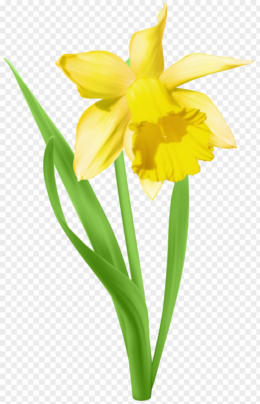 Daffodil Transparent Clip Art Image PNG
