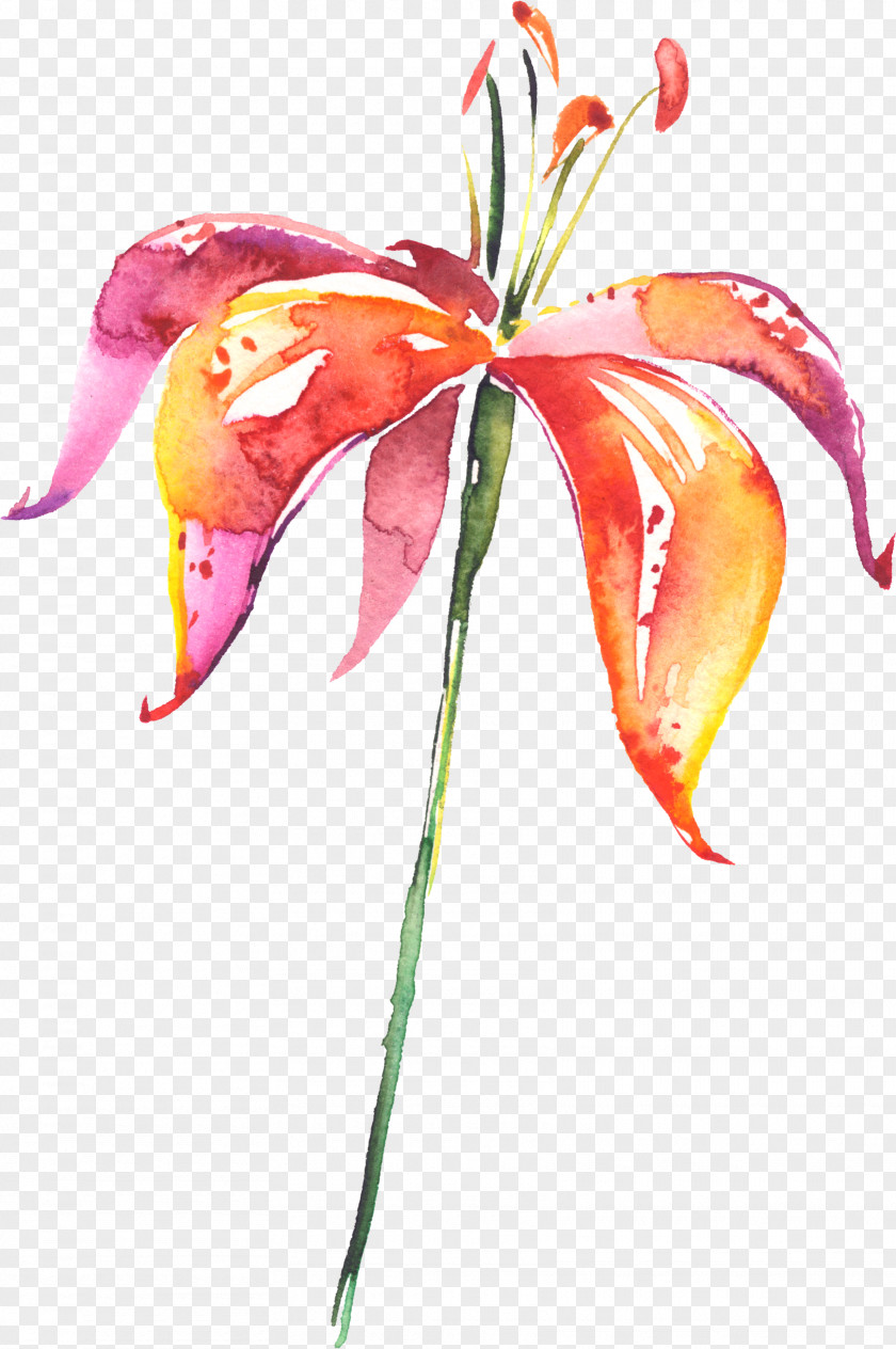 Hand-painted Lily Lilium Flower Drawing Watercolor Painting PNG