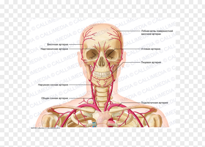 Human Body Anatomy Supratrochlear Artery Head And Neck Vein PNG