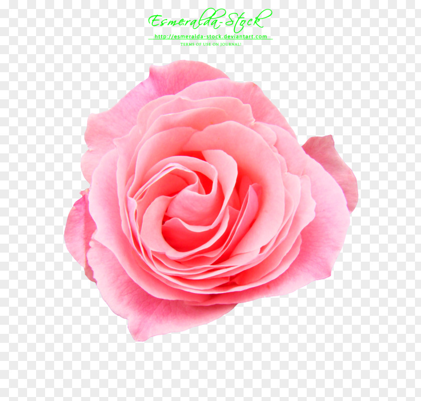 Pink Rose Free Download Flower Fashion PNG