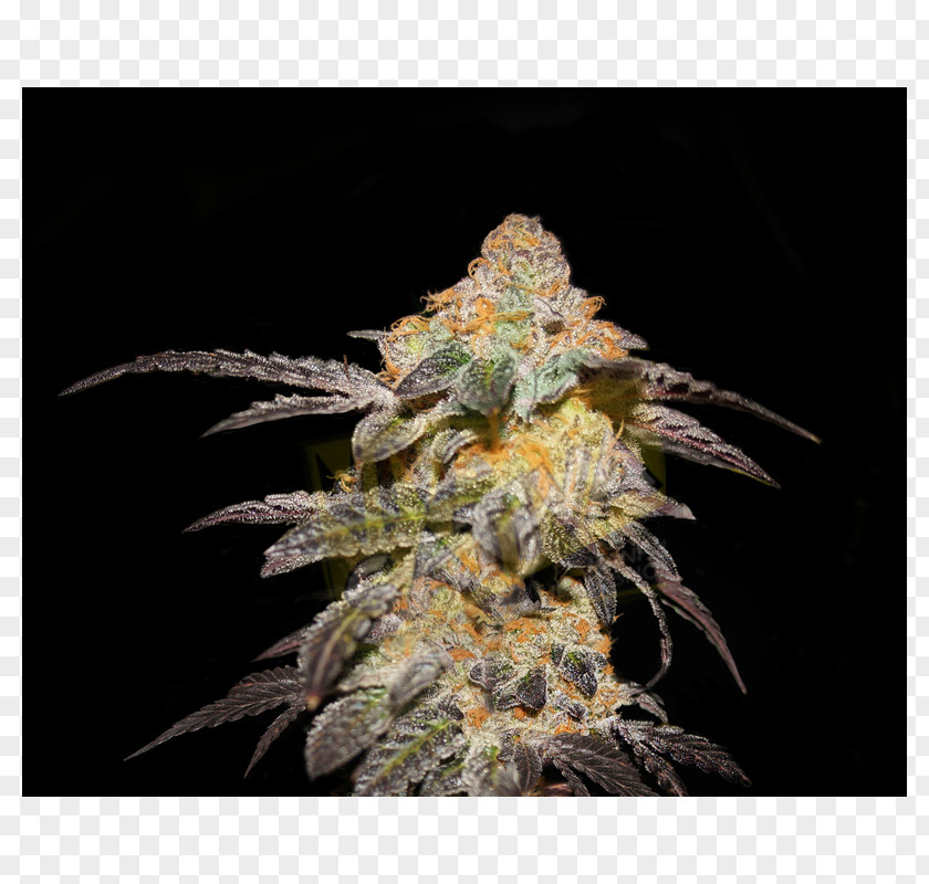 Seeds Seed Company HTTP Cookie Cannabis Sativa PNG