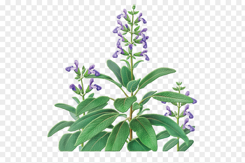 Herb Tea Common Sage Organic Food Of The Diviners Indian Cuisine PNG